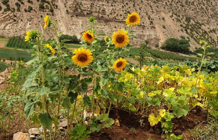 Earth-built Amazigh homes in a Moroccan mountain village