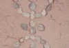 Red Yaz Amazigh symbol painted on an earthen wall in a Moroccan village