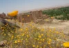 Ancient Amazigh fortified earthen buildings of Tikirt in southern Morocco