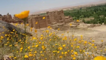Ancient Amazigh fortified earthen buildings of Tikirt in southern Morocco