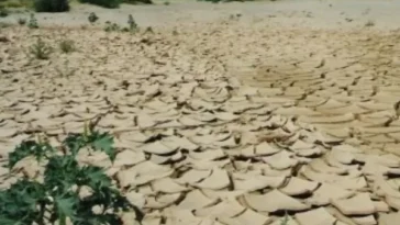Traditional preparation of a wild root survival food in an Amazigh village