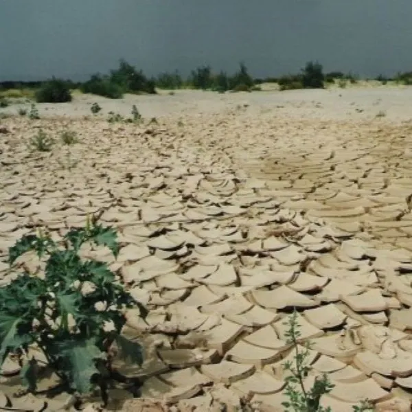 Traditional preparation of a wild root survival food in an Amazigh village