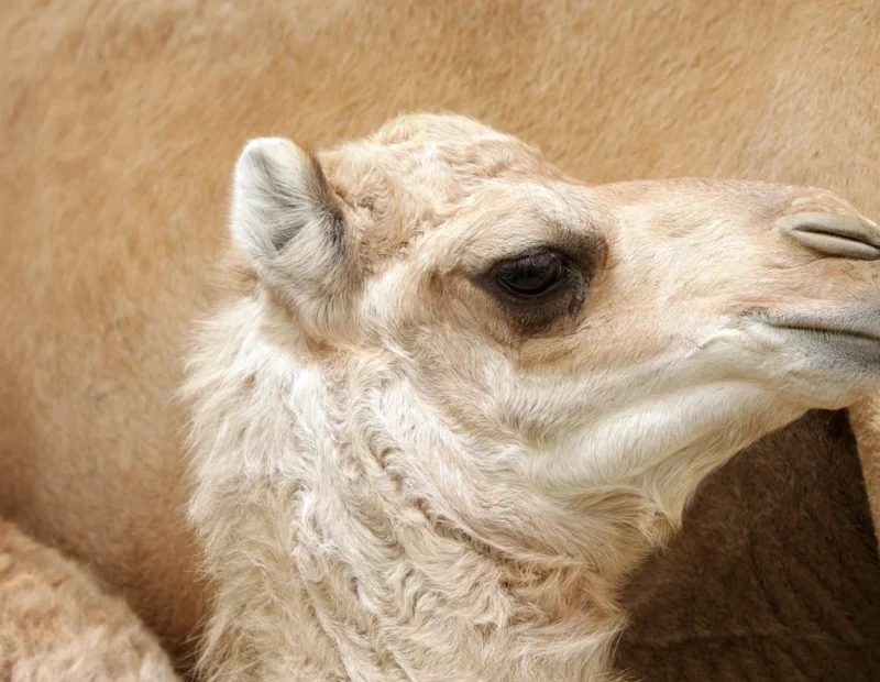 Camel Milk Castille Soap - Image 2
