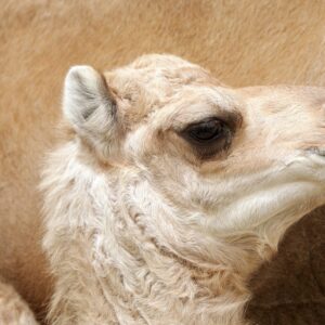 Berber Camel Milk Soap for Kids - Oil