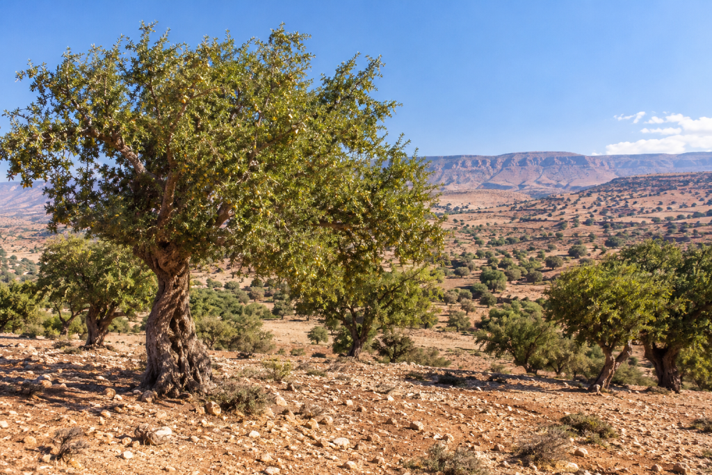 Argan trees in southwestern Morocco landscape
